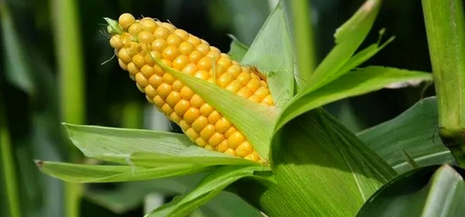Nigeria :  Dangote appelle à un embargo sur l'exportation du maïs