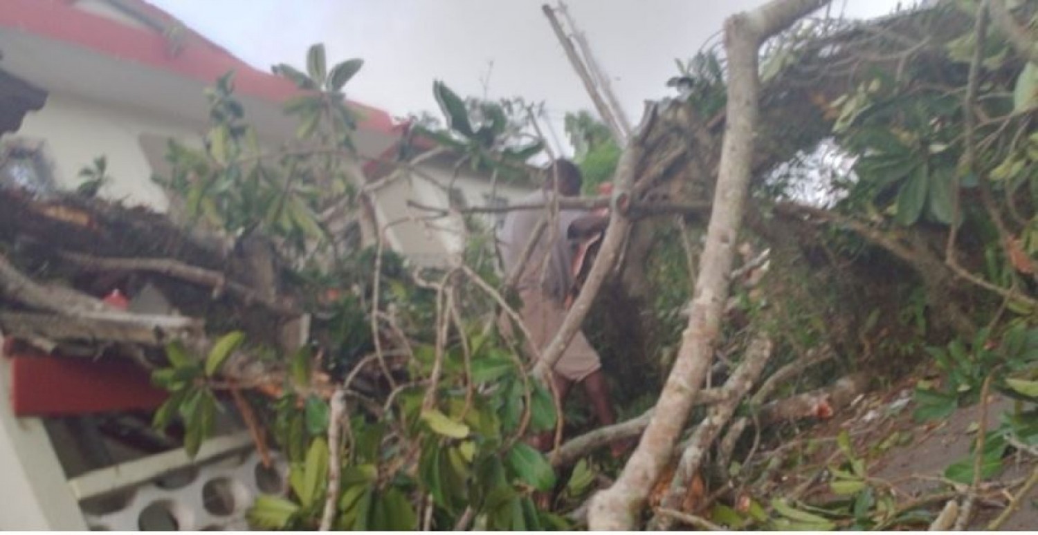 Côte d'Ivoire : Mairie de Grand-Bassam,  un tronc du fromager  centenaire cède, deux morts dont un enfant