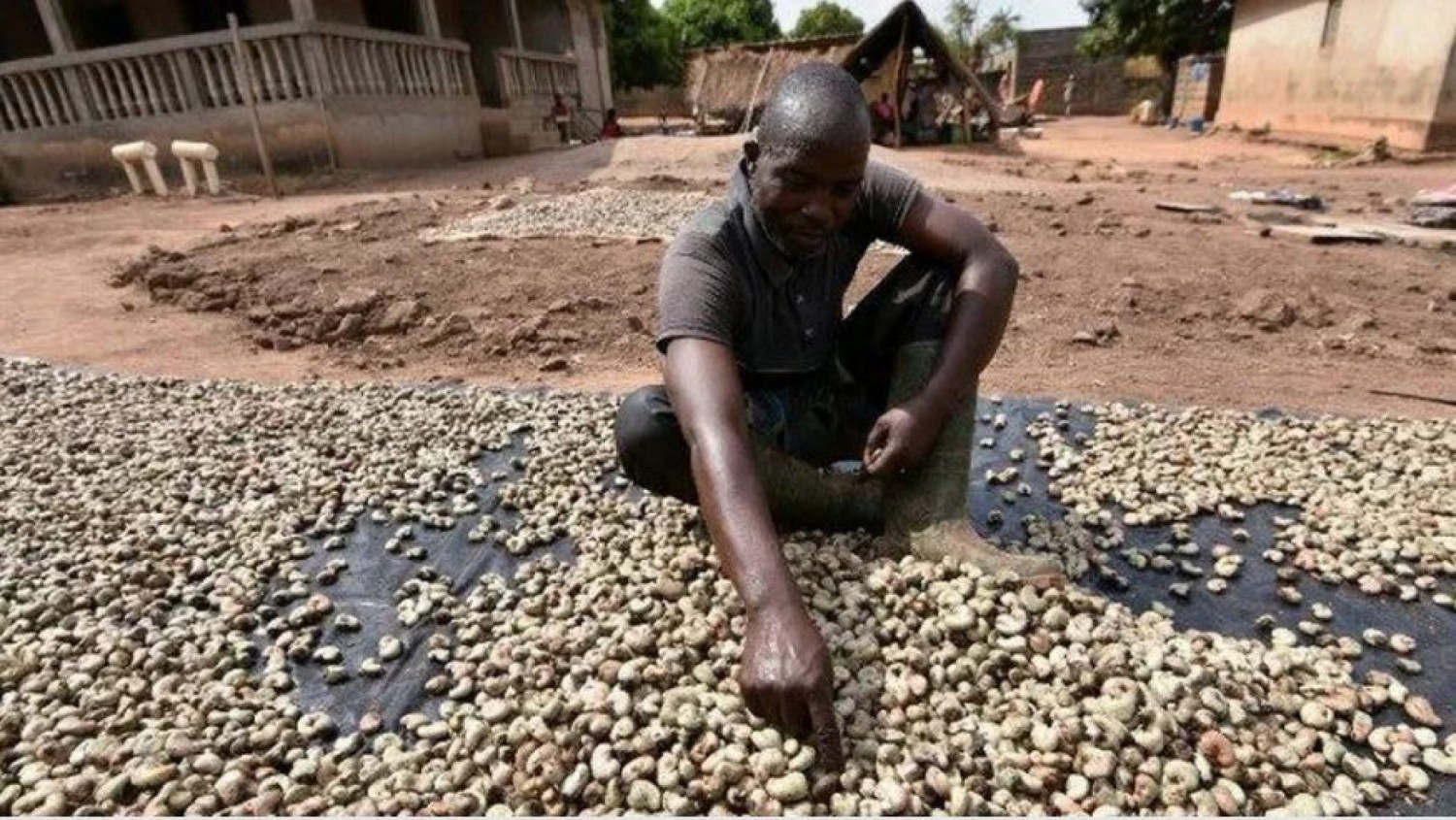 Côte d'Ivoire : Signal d'alarme des transformateurs de noix de cajou face à la concurrence asiatique