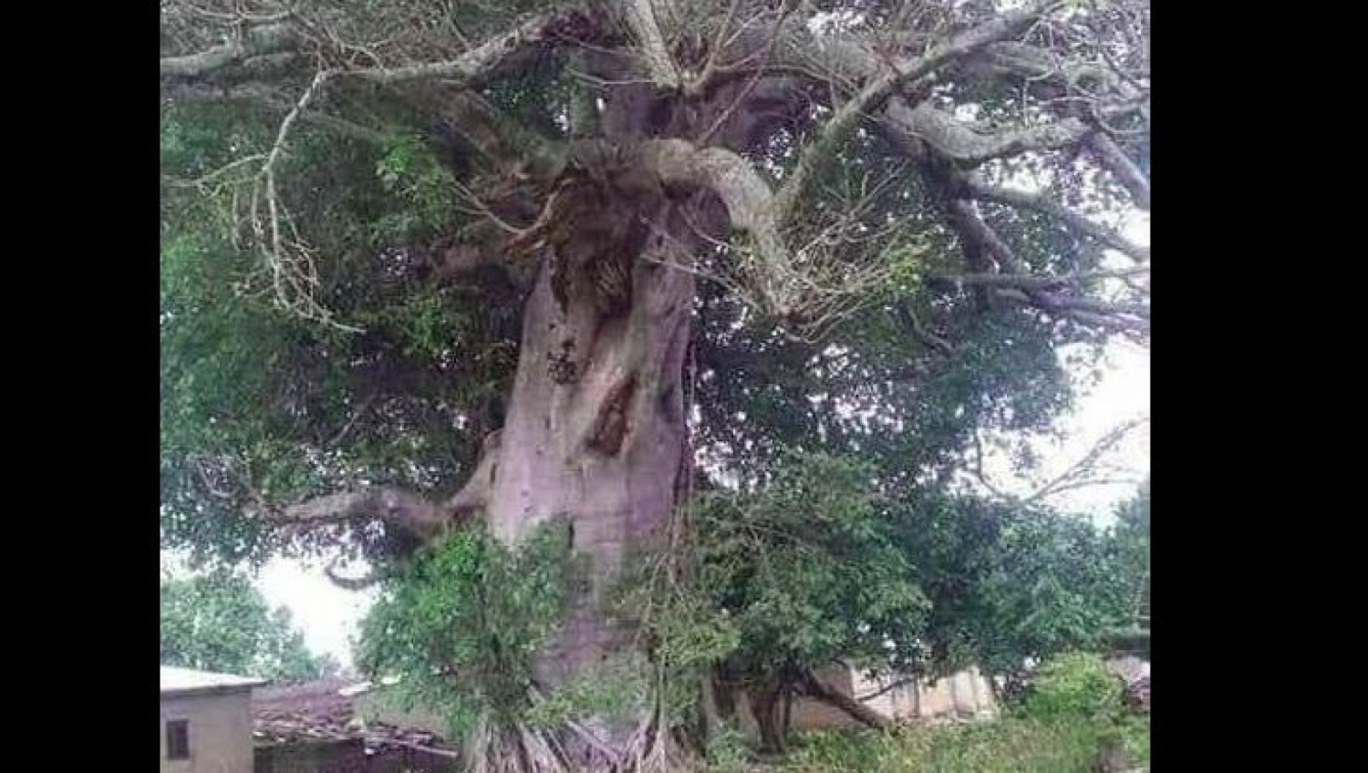 Côte d'Ivoire : Niakara, le corps sans vie d'un cinquantenaire découvert tailladé à la machette