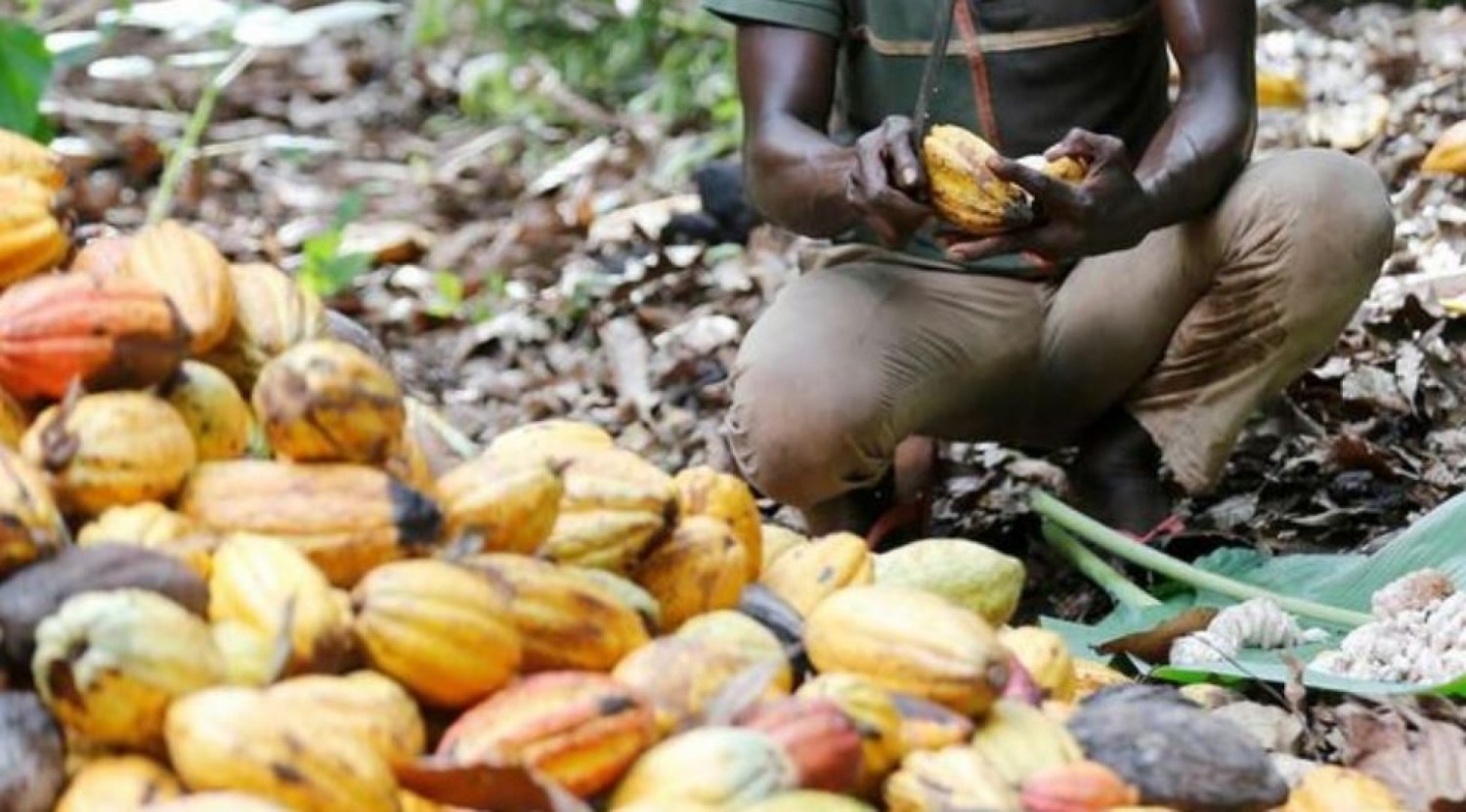 Côte d'Ivoire : Développement du cacao à l'horizon 2030, une chaîne de valeur durable, rémunératrice pour les producteurs, respectueuse de l'environnement et des droits humains envisagée