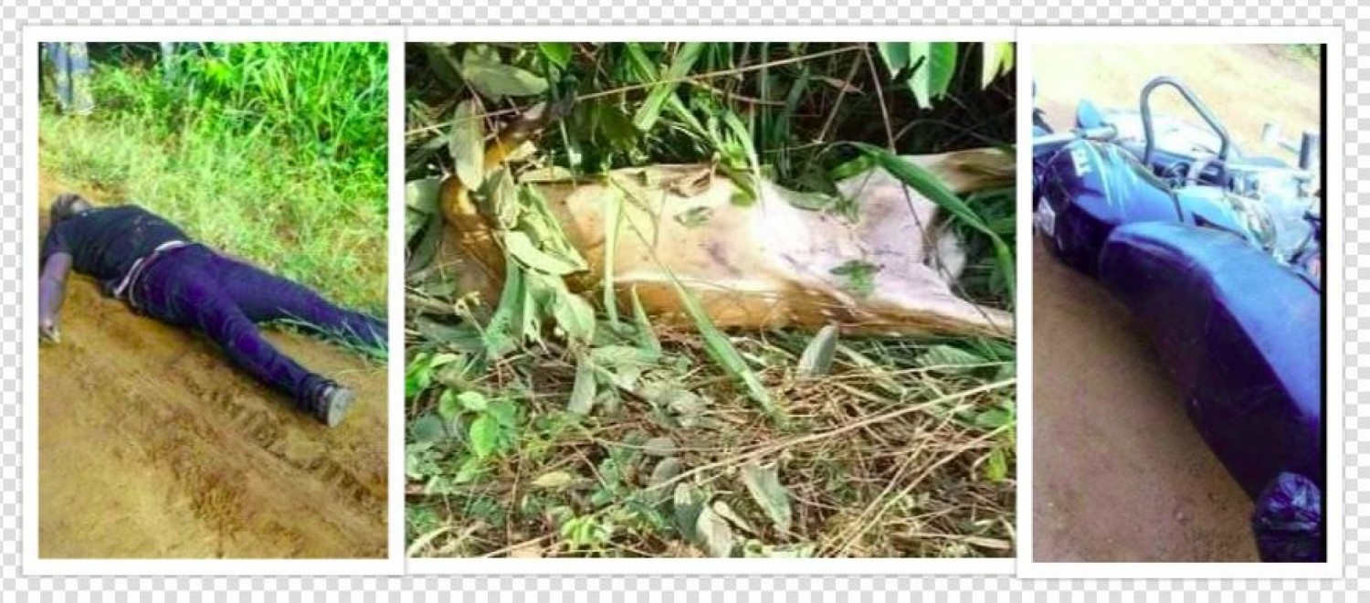 Côte d'Ivoire : M'batto, un jeune percute une gazelle et meurt avec l'animal