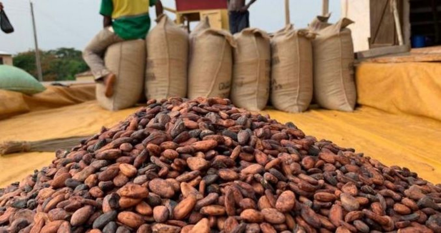 Côte d'Ivoire : La production de cacao en hausse de 2,56%, les exportations en hausse de 13,89%