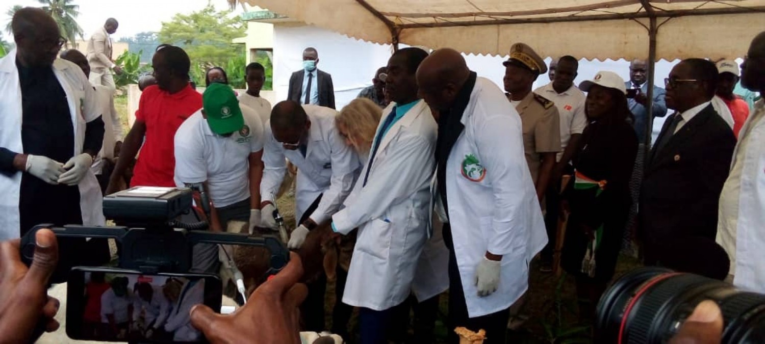 Côte d'Ivoire :    Lutte contre la peste des petits ruminants, Sidi Touré lance une campagne de vaccination visant 5 millions d'animaux dans l'espace CEDEAO à Aboisso financée par la Suisse