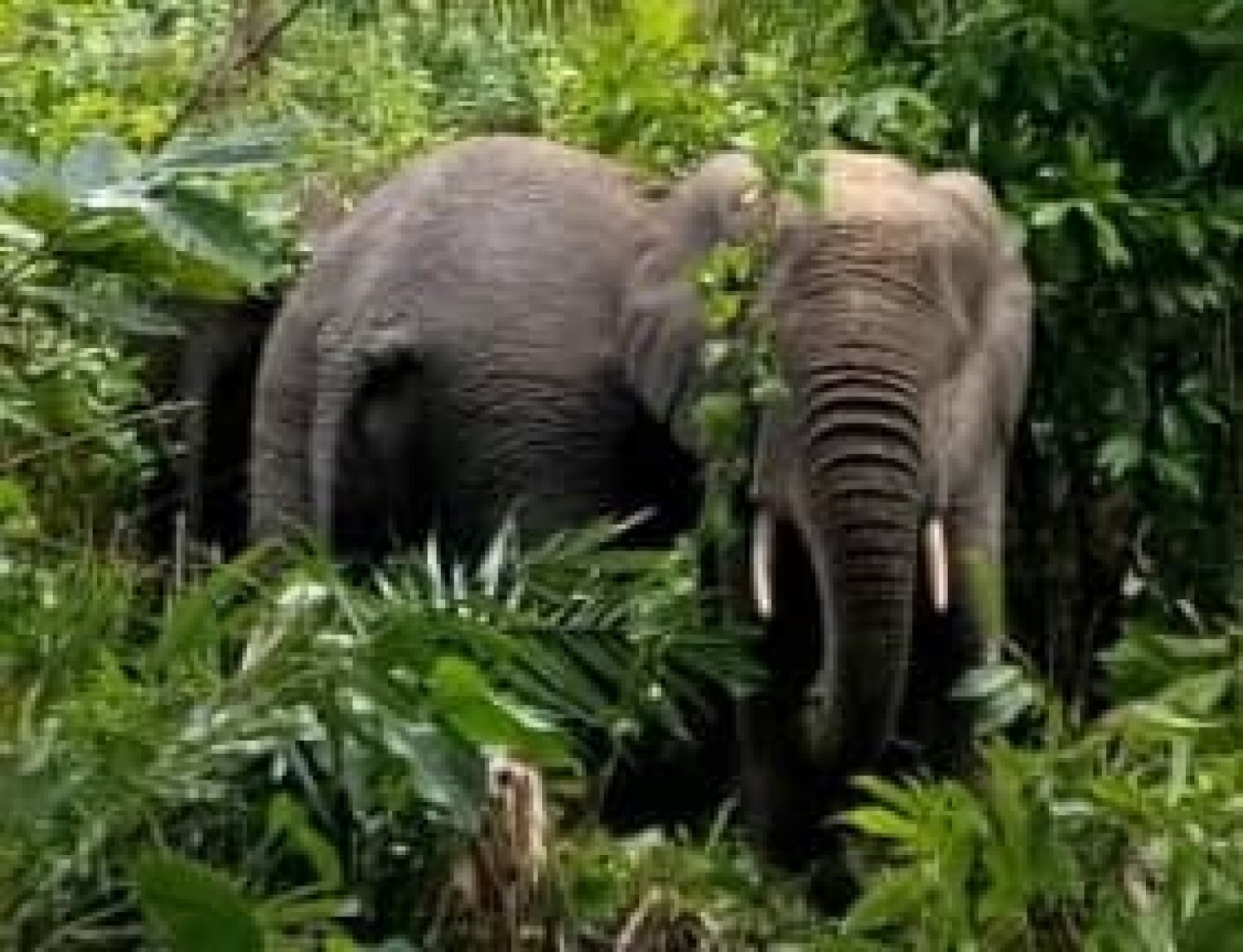 Côte d'Ivoire : Un troupeau d'éléphants aperçu dans une localité de Sassandra, voici les mesures prises pour éviter un conflit homme-faune
