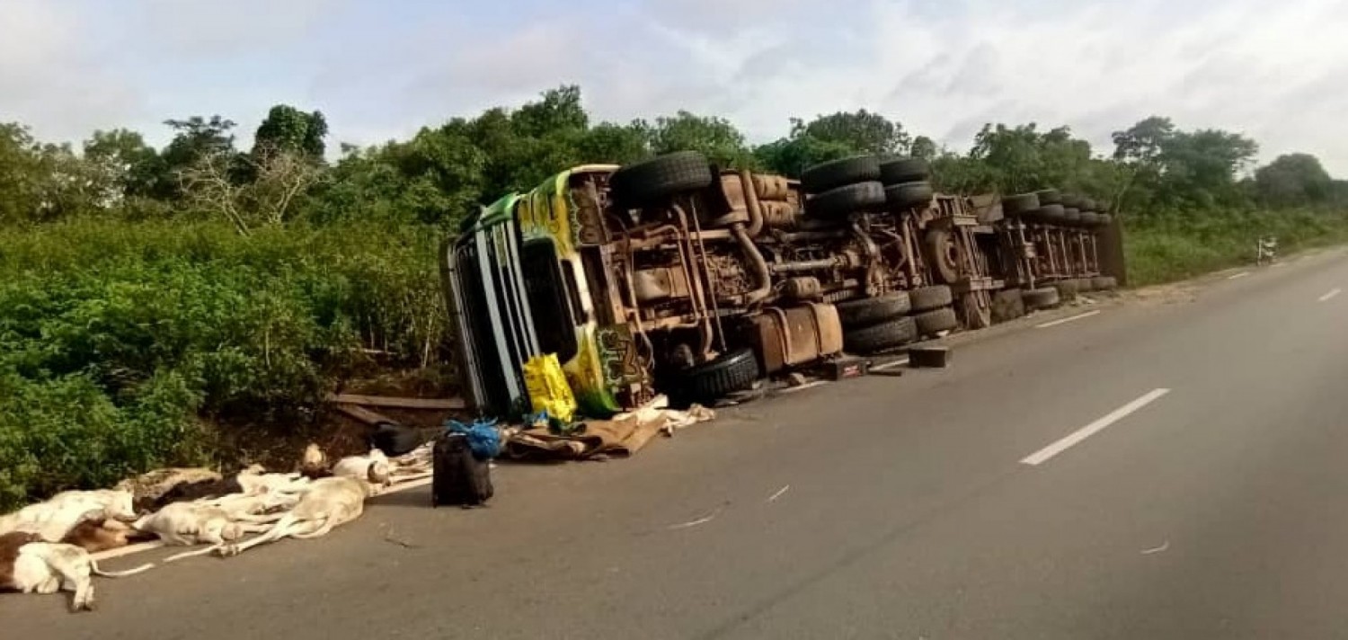 Côte d'Ivoire : Niakara, un camion transportant des moutons fait une chute à la grande satisfaction des populations