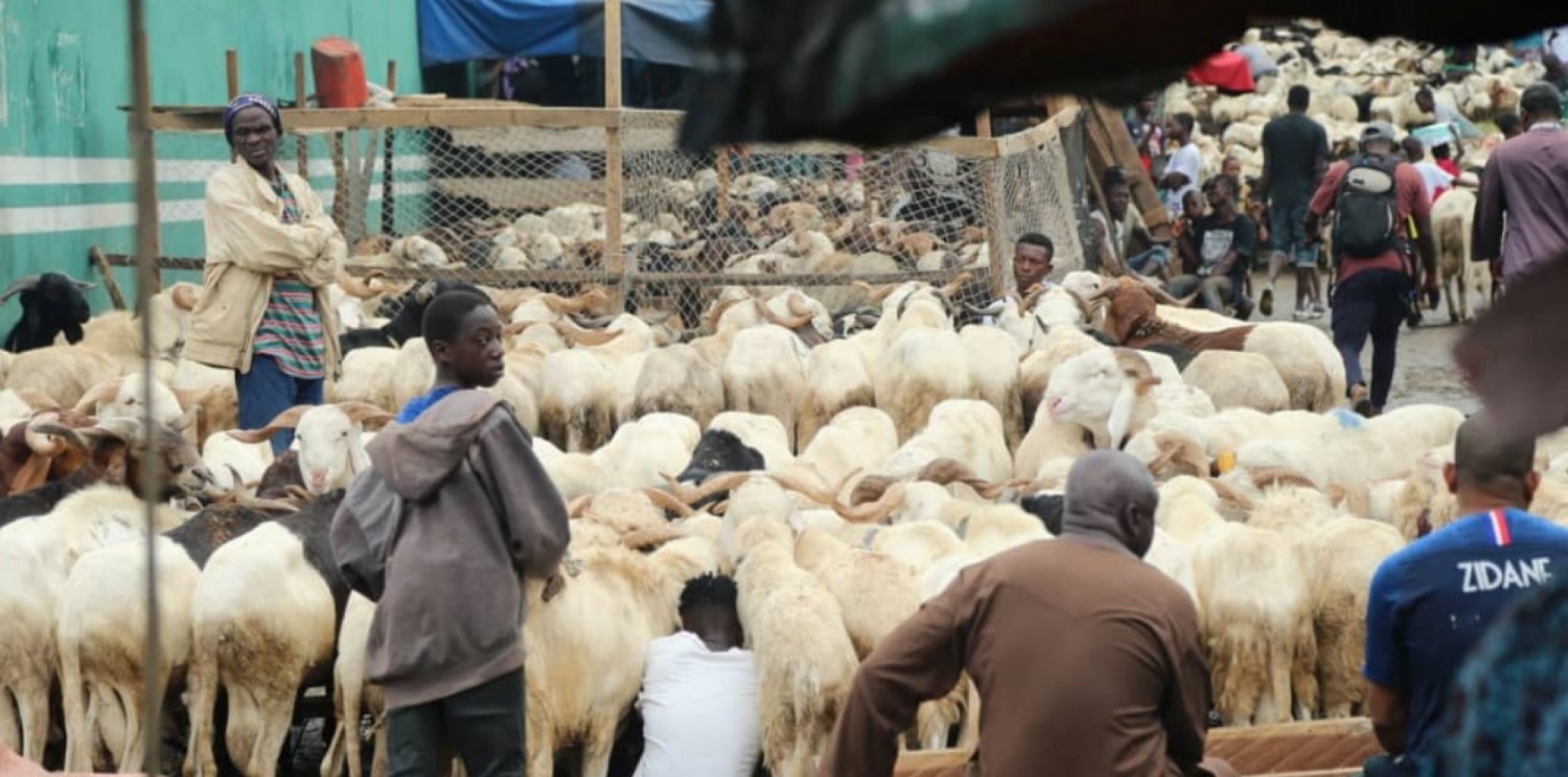 Côte d'Ivoire :   Tabaski 2022, de nouveaux sites de ventes créés, le mouton à partir de 75 milles grâce aux mesures pour faciliter l'entrée des bouviers à Abidjan