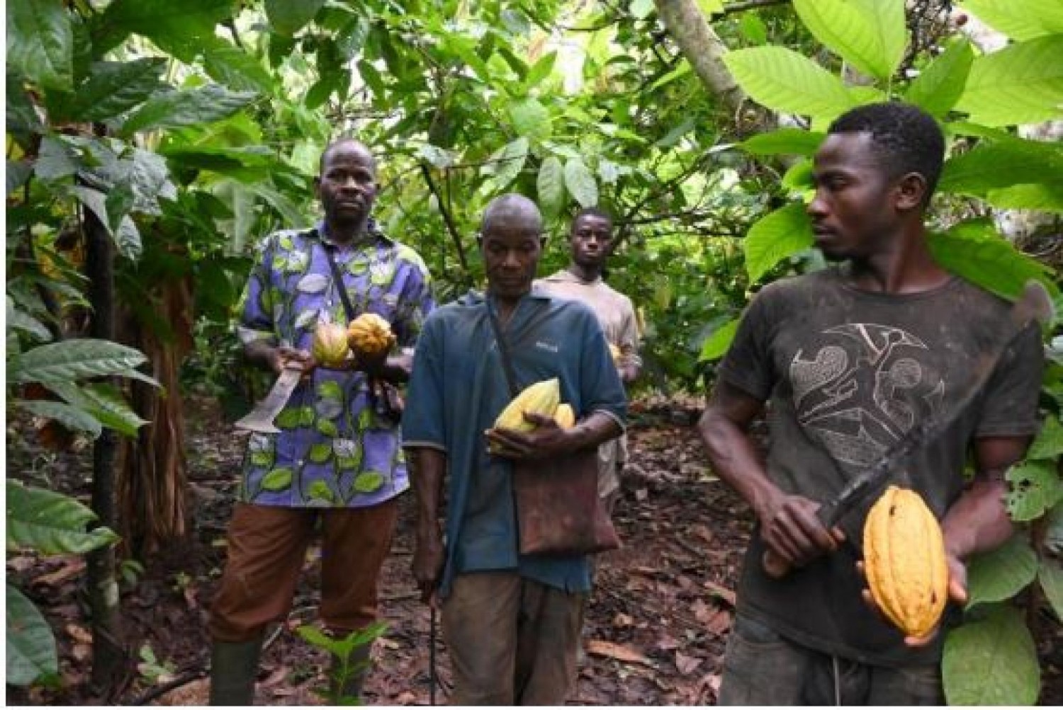Côte d'Ivoire-Ghana : Des industriels du cacao donnent un accord de principe pour garantir un meilleur revenu aux producteurs