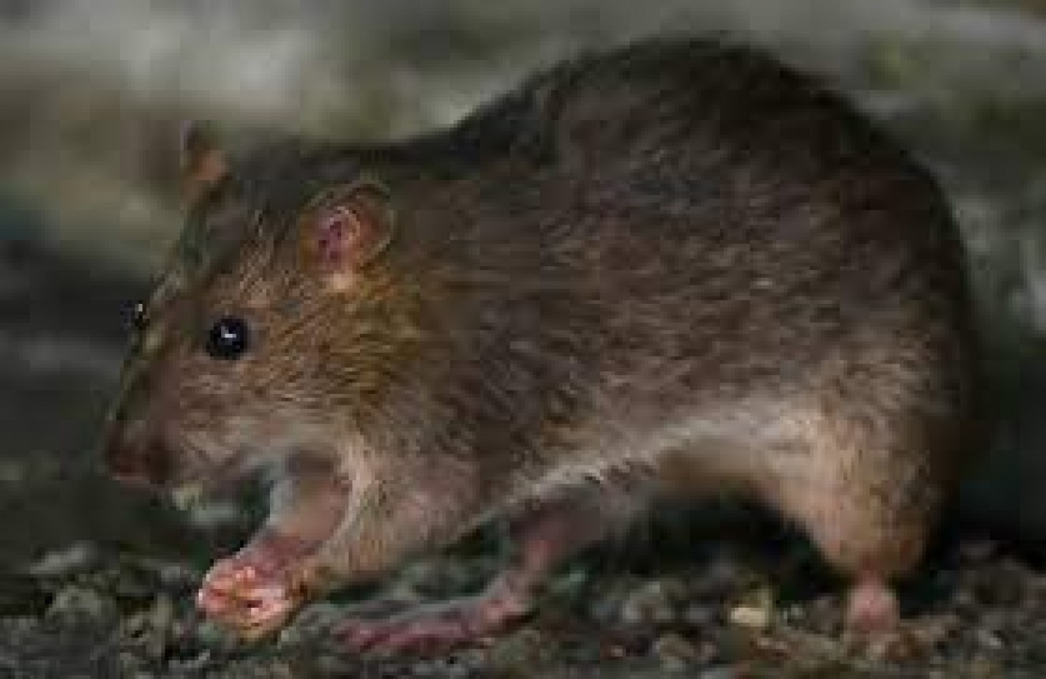 Tanzanie : La mystérieuse maladie identifiée comme « la maladie à rat »