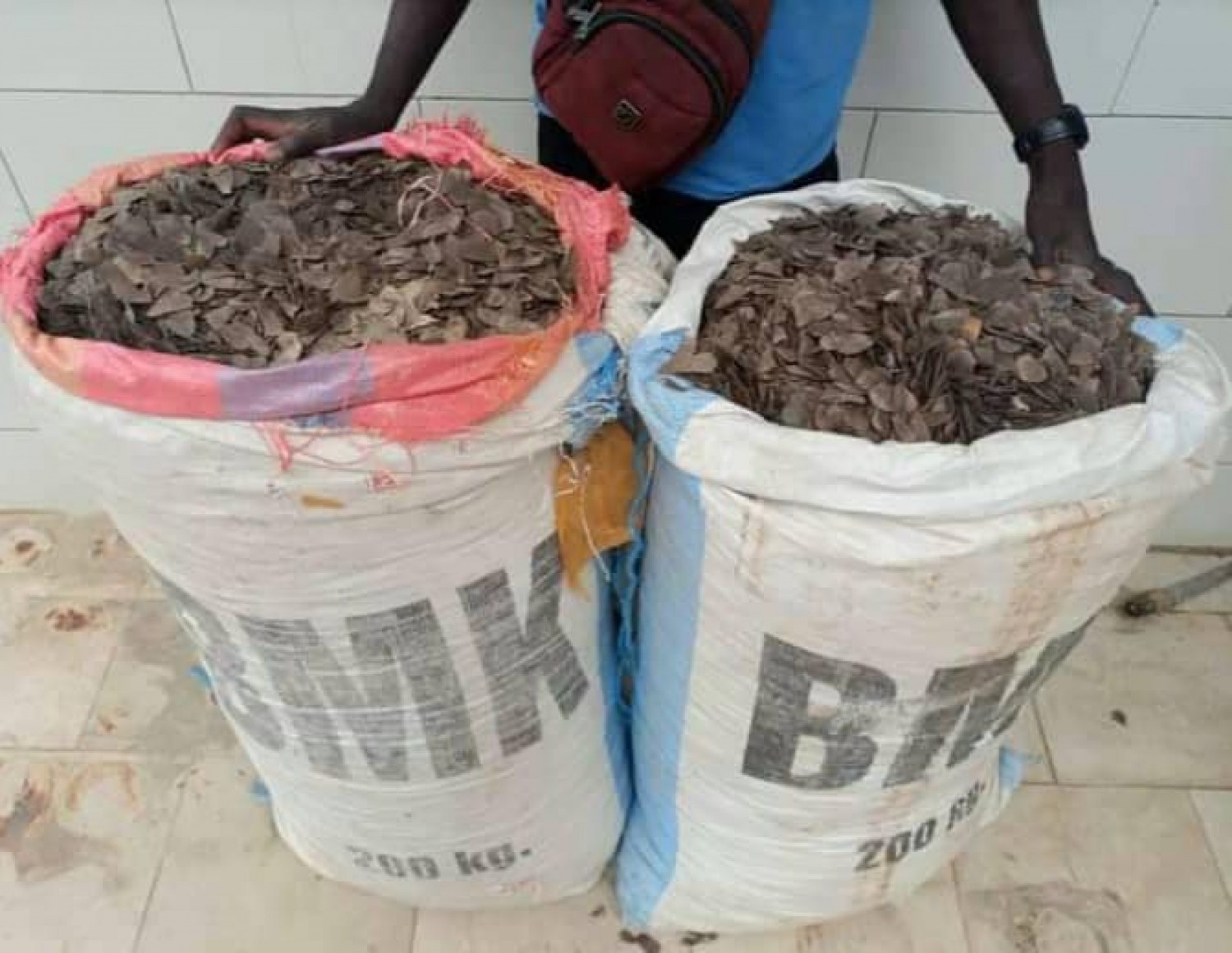 Côte d'Ivoire : Lutte contre la criminalité transnationale, deux individus interpellés  avec 153 kilogrammes d'écailles de pangolins
