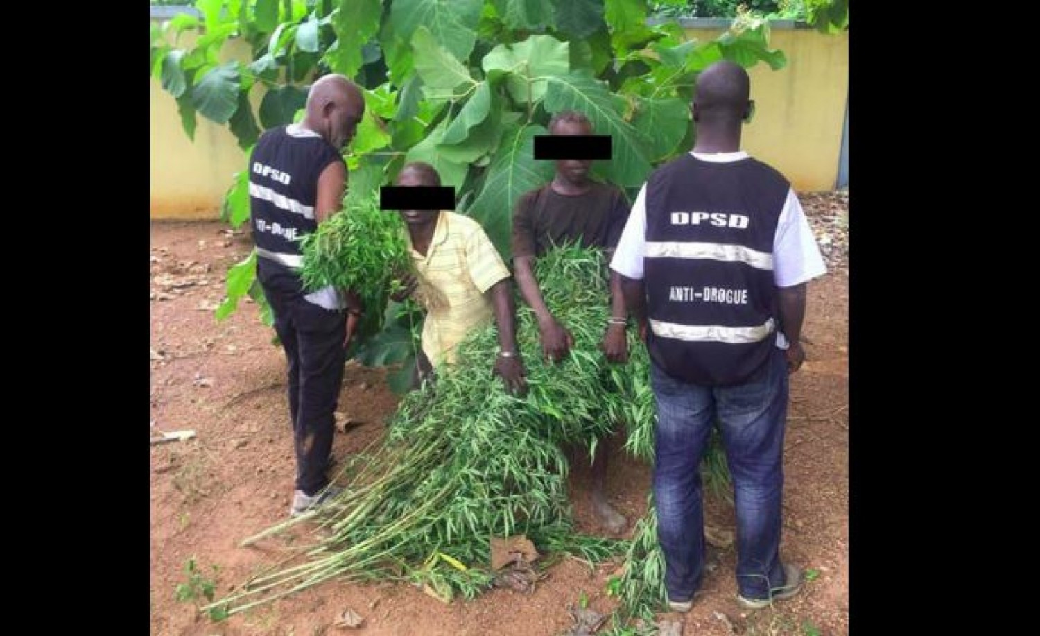 Côte d'Ivoire : Daoukro, fin de cavale pour 02 individus, cultivateurs d'un demi-hectare de champ de cannabis