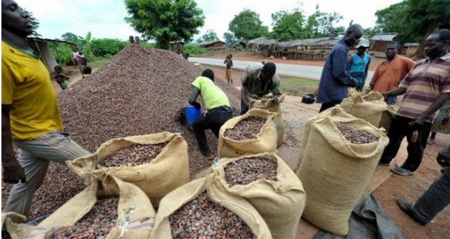 Côte d'Ivoire : Un protocole d'accord entre l'IDH et le Conseil Café-Cacao pour favoriser l'émergence des agriculteurs et coopératives professionnelles