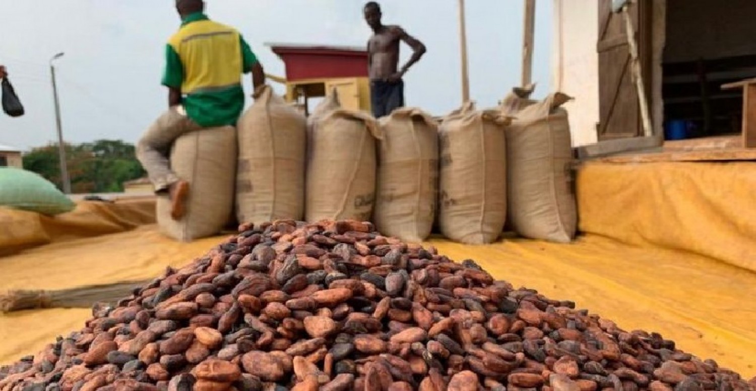 Côte d'Ivoire : Café-Cacao, voici la répartition des 17 milliards de FCFA  du fonds Covid à l'origine de la grève illimitée des producteurs