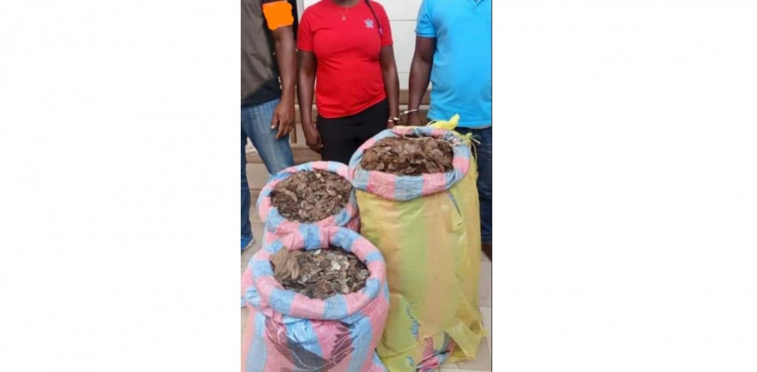 Côte d'Ivoire : Deux individus interpellés avec 122 Kg d'écailles pangolins