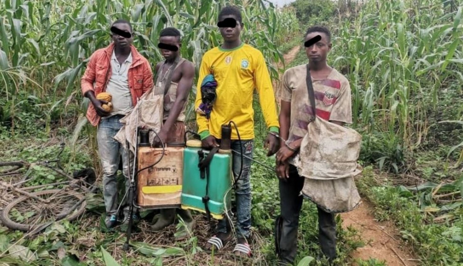 Côte d'Ivoire : Des clandestins présumés appréhendés par les agents de la SODEFOR dans la forêt classée de Momi