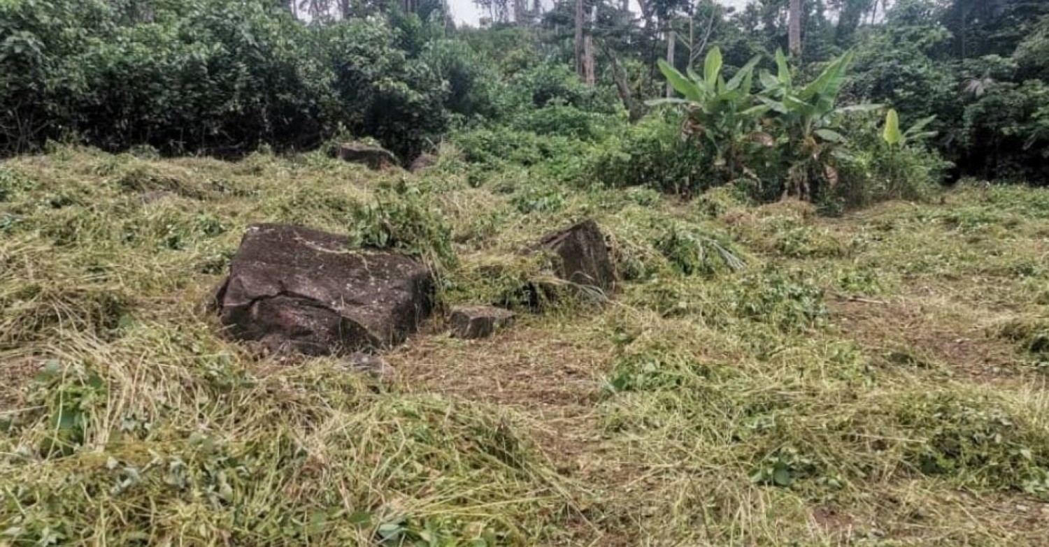 Côte d'Ivoire : Plusieurs destructeurs des forêts classées seront traduits devant les tribunaux pour répondre de leurs actes