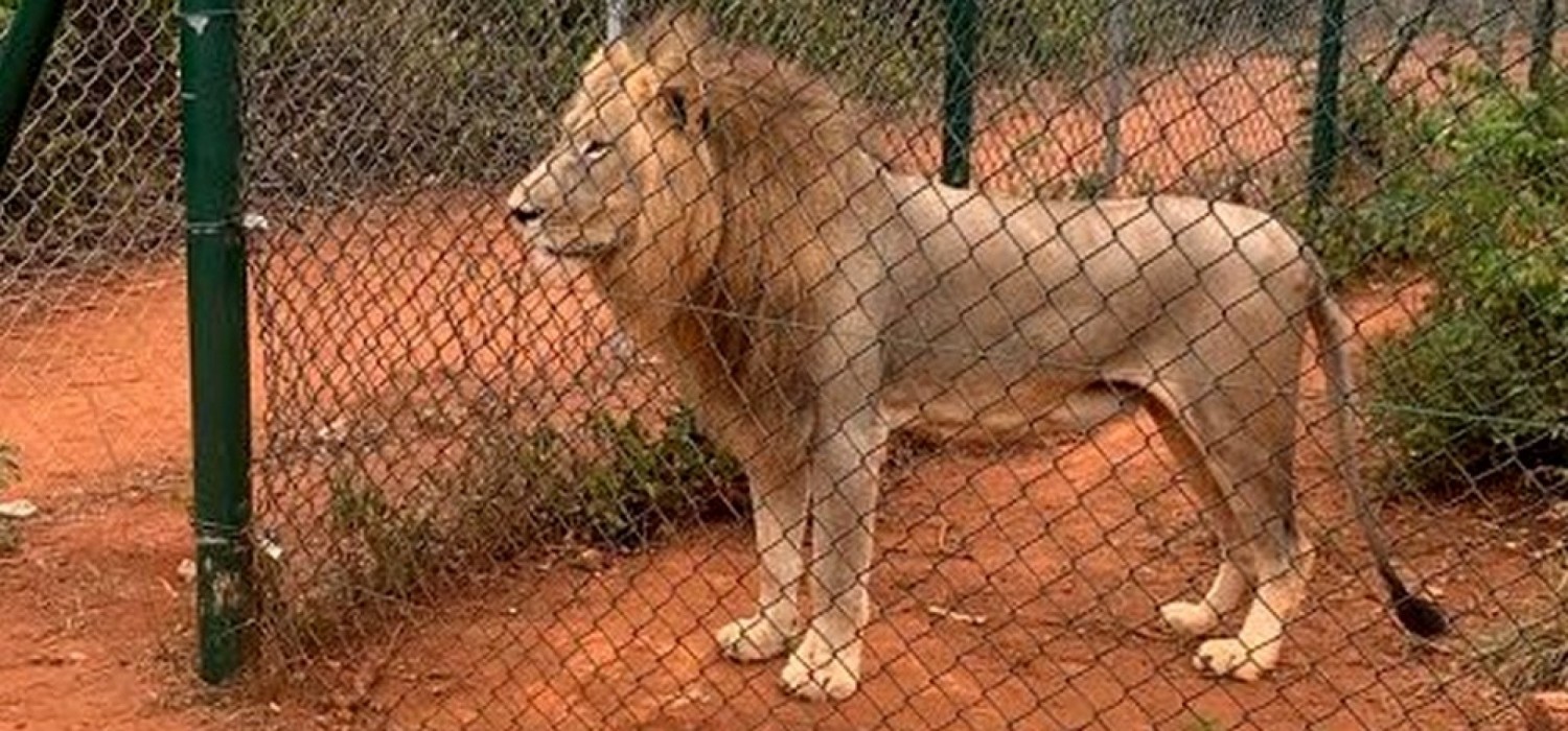 Ghana :  Un lion tue un « intrus » dans le zoo d'Accra
