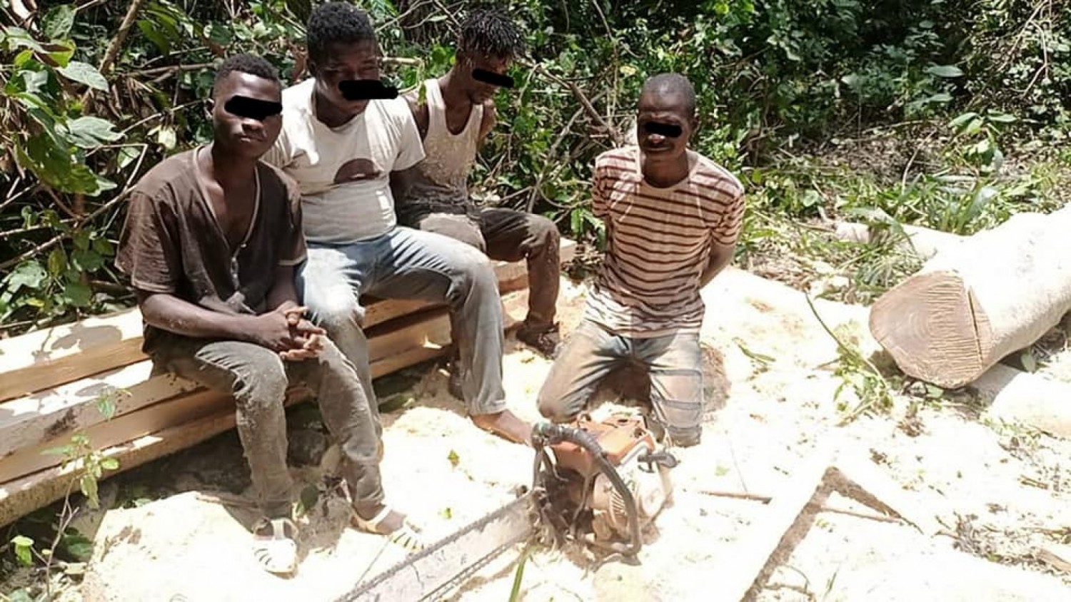 Côte d'Ivoire : Quatre « fossoyeurs » des forêts classées condamnés à 18 mois de prison ferme et à une amende de  2 millions FCFA à payer à la Sodefor