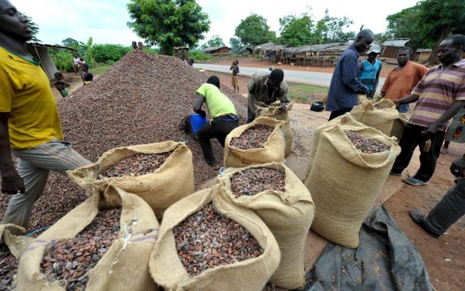 Côte d'Ivoire : Voici les opérateurs agréés en qualité d'exportateurs de café-cacao ; Vers la traçabilité des produits pour  contrer la mesure d'interdiction  des eurodéputés