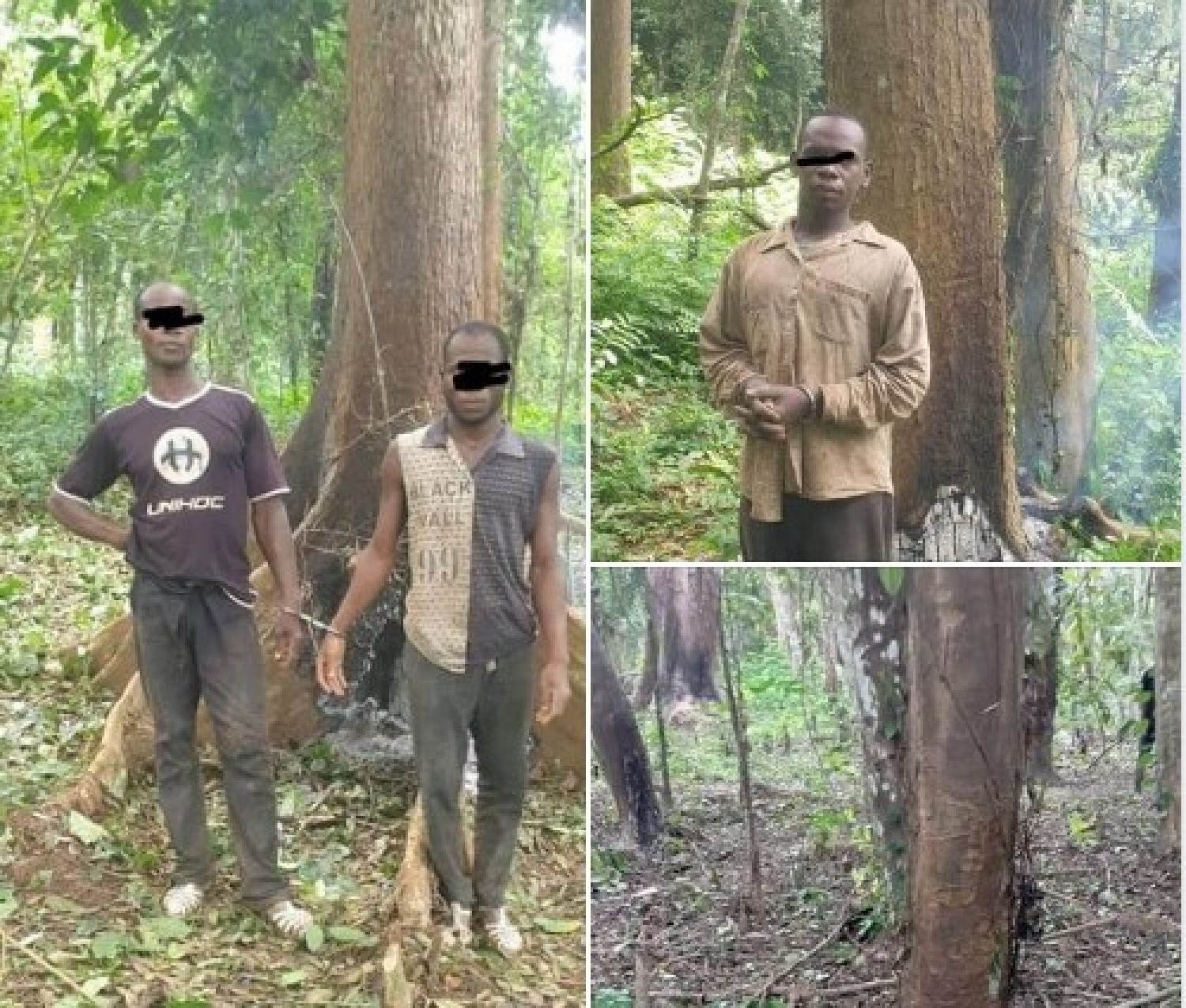 Côte d'Ivoire : Non-respect du code forestier, trois délinquants présumés vont répondre de leurs actes devant le parquet d'Agboville