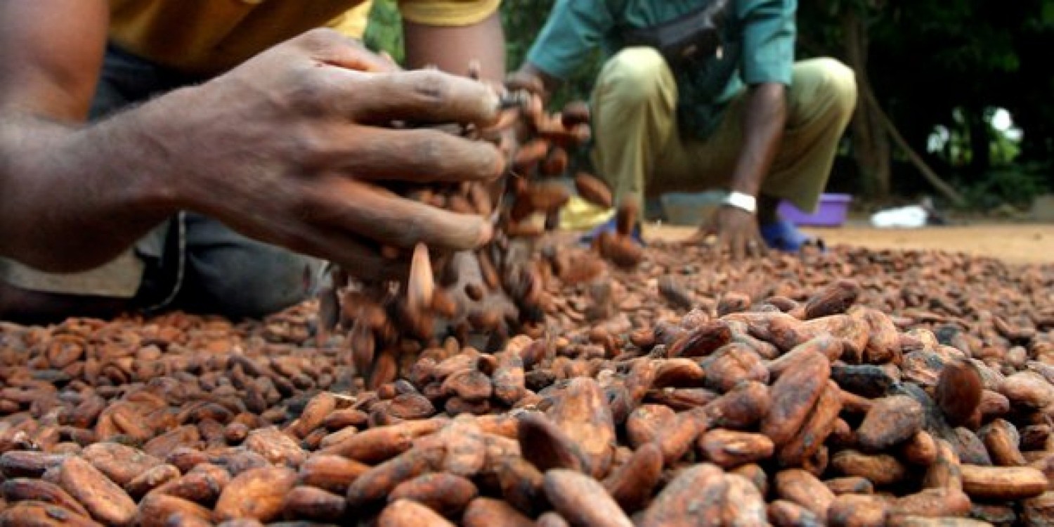 Côte d'Ivoire : De graves accusations portées contre  la Fédération du Commerce des Cacaos (FCC)