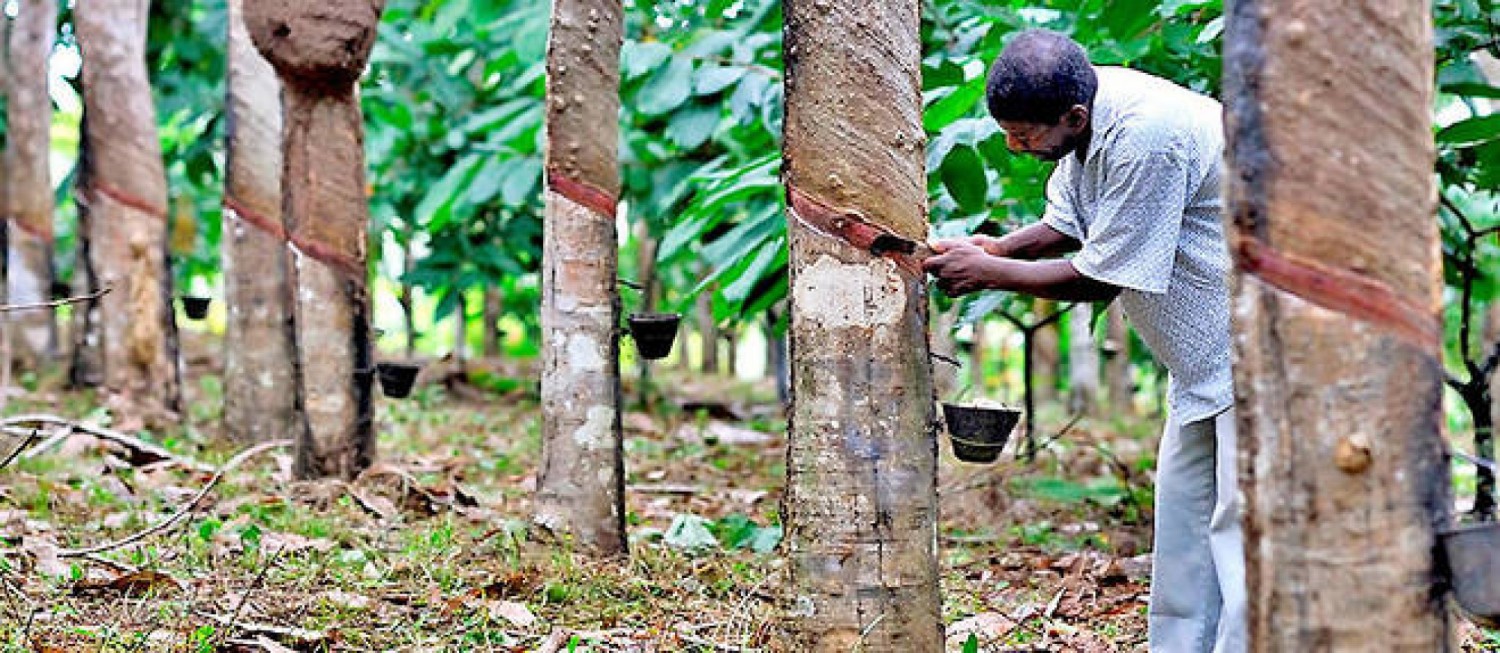 Côte d'Ivoire : Un collectif des producteurs dénonce la mévente du caoutchouc naturel d'hévéa