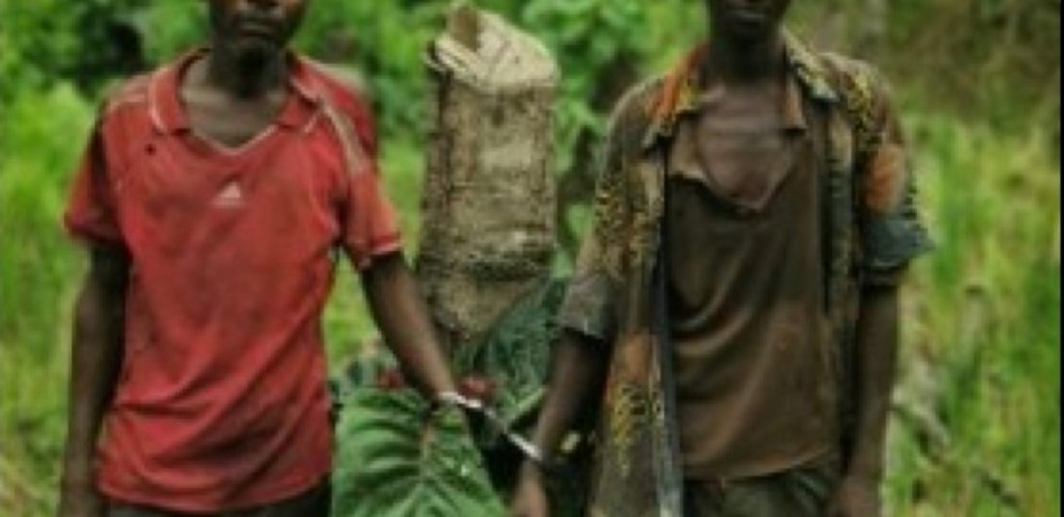Côte d'Ivoire : Trois « agresseurs »  des forêts classés écopent de 6 mois de prison ferme et 11 millions de FCFA de dommages et intérêts