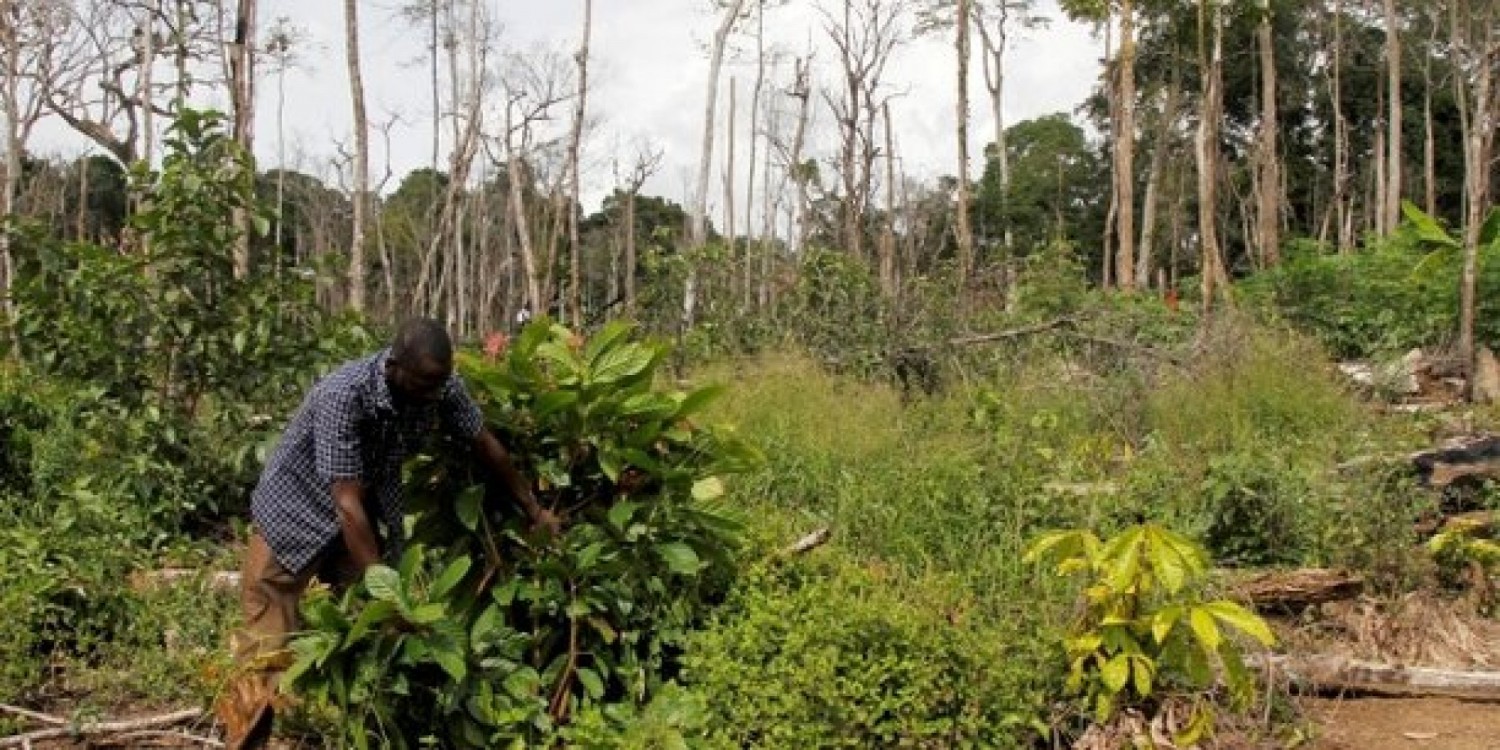 Côte d'Ivoire/UE :   Un accord de partenariat volontaire sur l'application des règlementations forestières, la gouvernance et les échanges commerciaux forestiers valable 10 ans signé