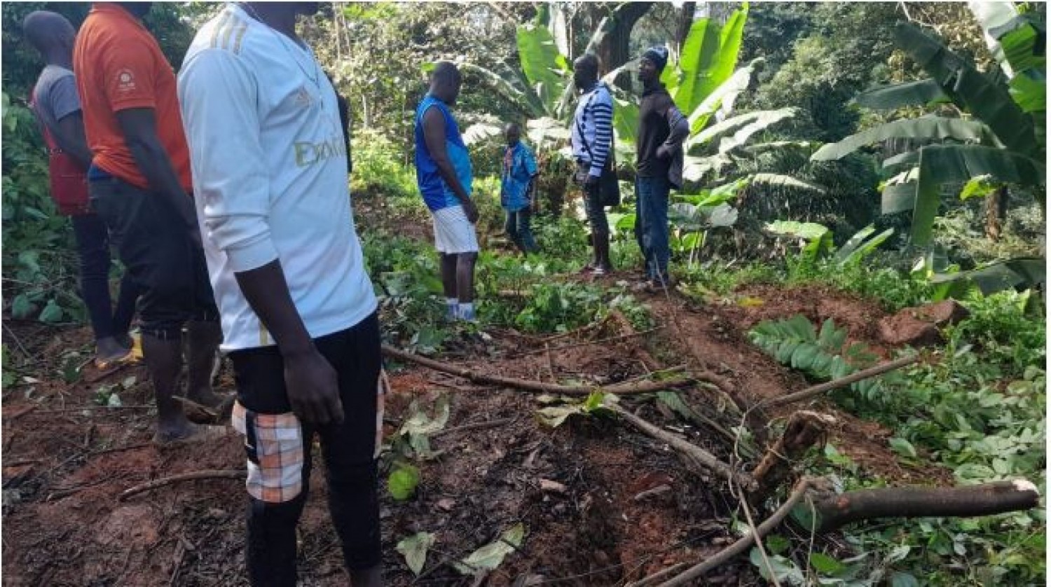 Côte d'Ivoire : Kabakouma, une trentenaire portant une grossesse et mère de 02 enfants tuée par un gros arbre dans son champ