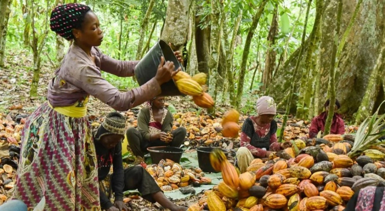 Côte d'Ivoire : Un négociant lève plus de 26 milliards FCFA pour produire un cacao durable