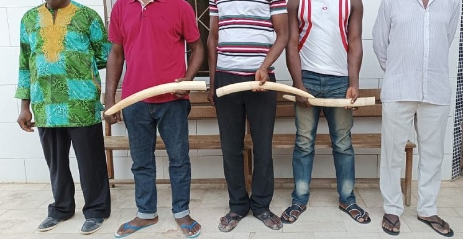 Côte d'Ivoire : Des pointes d'ivoires dérobées dans une entreprise, cinq suspects arrêtés  et déférés