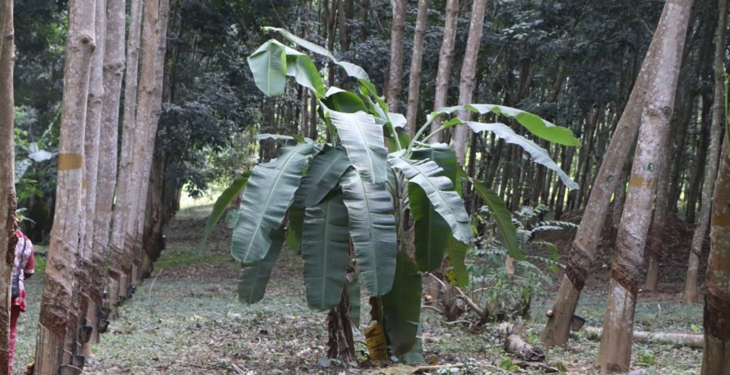 Côte d'Ivoire :   Changement climatique / déforestation, la culture de l'hévéa pour revaloriser les zones dites marginales de l'ancienne boucle du cacao dont Bocanda