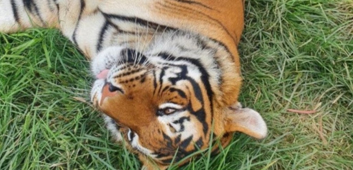 Afrique du Sud : La tigresse échappée finalement abattue après une nouvelle attaque
