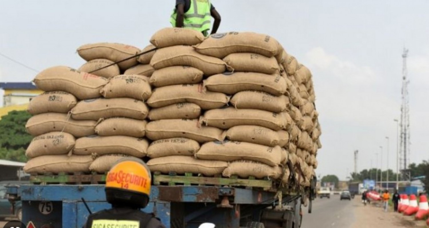 Côte d'Ivoire : Erreur dans le pesage, l'Etat perdrait plus de 16 milliards par an juste avec le cacao