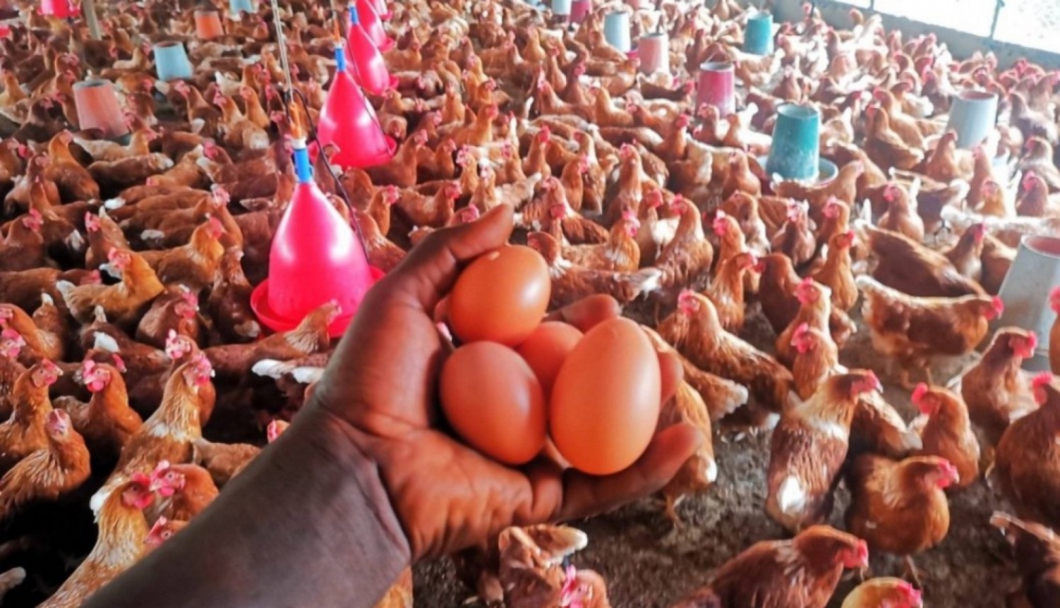 Côte d'Ivoire : Vers une réglementation de la production et la commercialisation des œufs à couver et des poussins de volailles de basse-cour