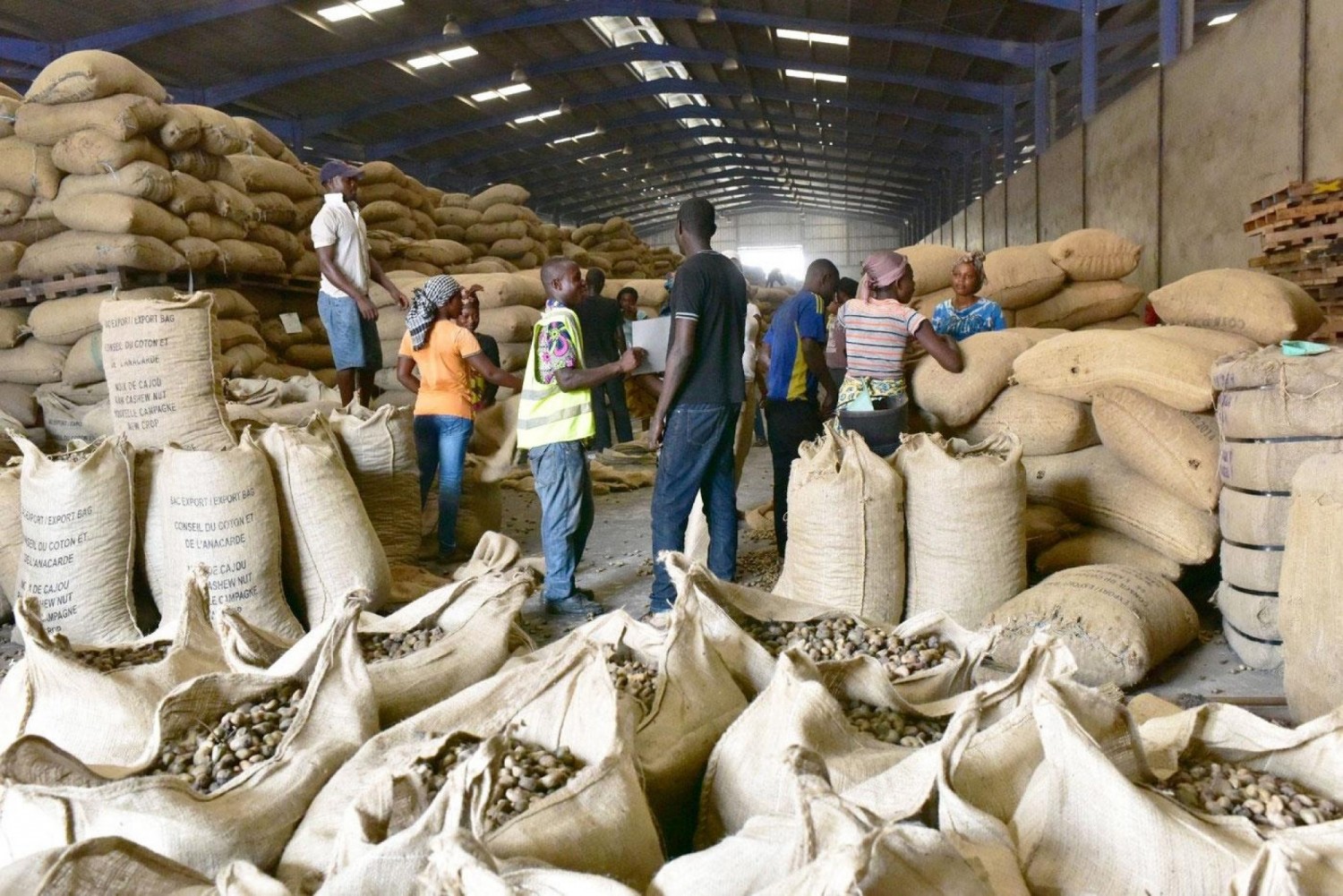 Côte d'Ivoire : Noix de cajou 2023, le prix bord champ plancher obligatoire du kg fixé à 315 FCFA contre 305 FCFA l'année dernière