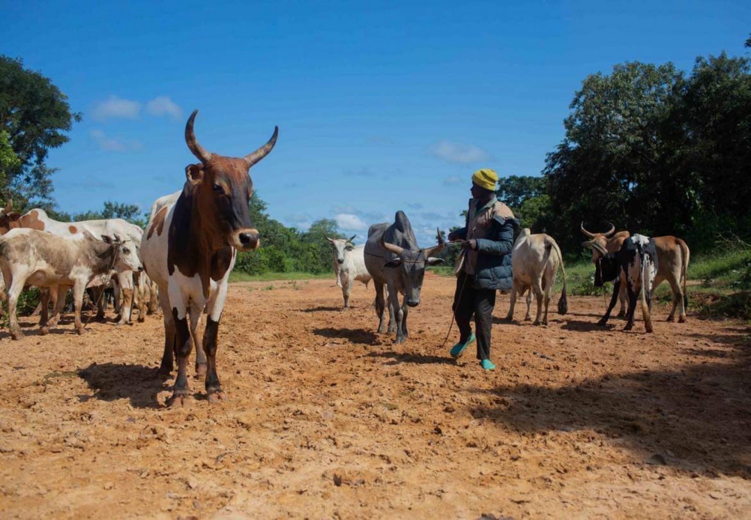 Côte d'Ivoire-Guinée : Un projet d'engagement transfrontalier initié par l'ONU pour prévenir les conflits dus à la transhumance et à l'accès aux ressources naturelles