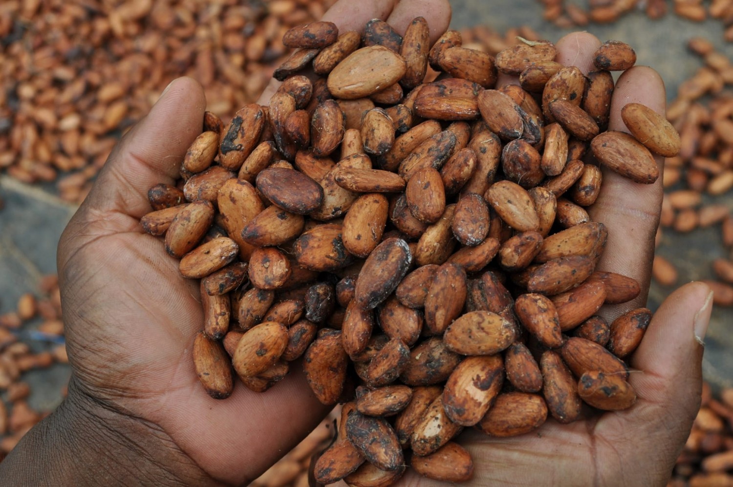Côte d'Ivoire : Prétendu « risques de défauts » de  certains exportateurs locaux qui éprouvent des difficultés à s'approvisionner en fèves de cacao, réaction de l'organe de régulation