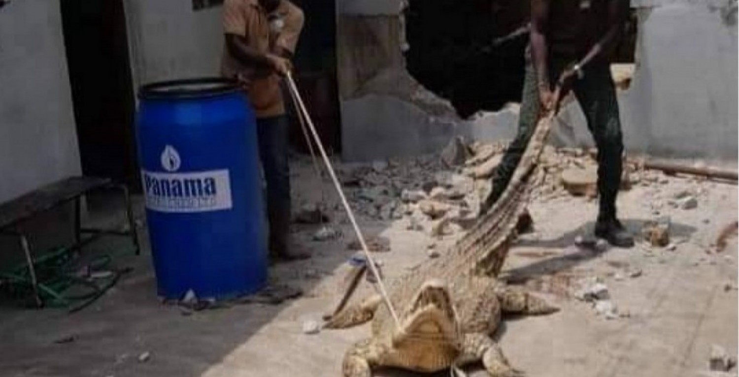 Côte d'Ivoire : Adjamé, un crocodile de plus de 2 mètres de long capturé dans un domicile et transféré au zoo d'Abidjan