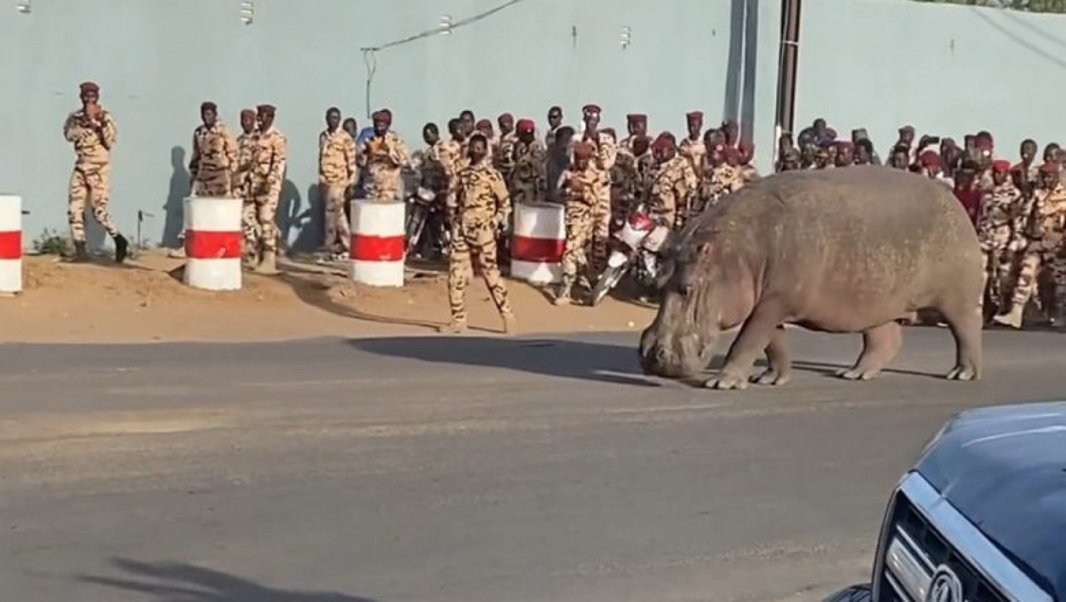 Tchad : Un hippopotame égaré devant une brasserie à N'Djamena