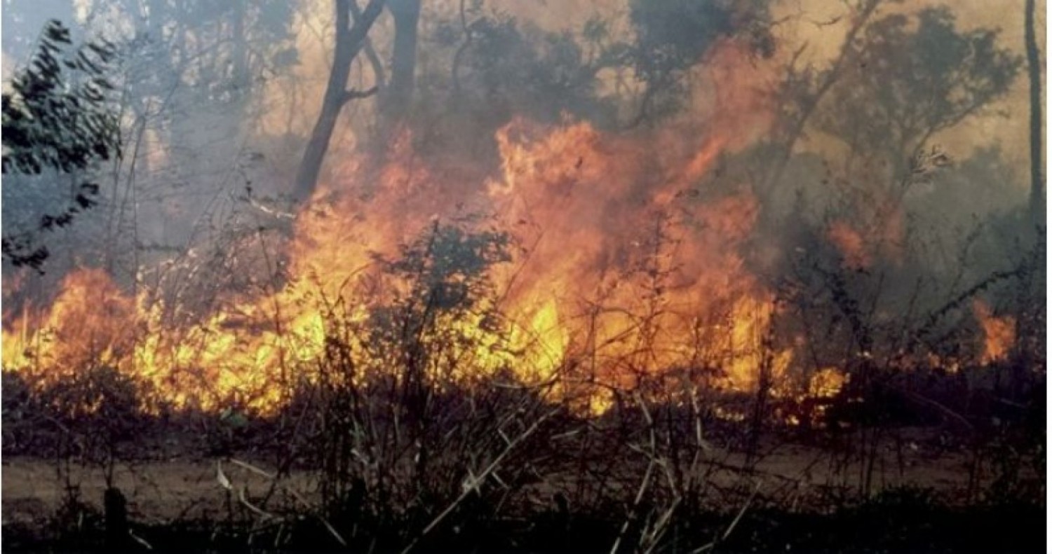 Côte d'Ivoire : Dimbokro, un feu de brousse déclaré emporte la vie d'un paysan dans son champ