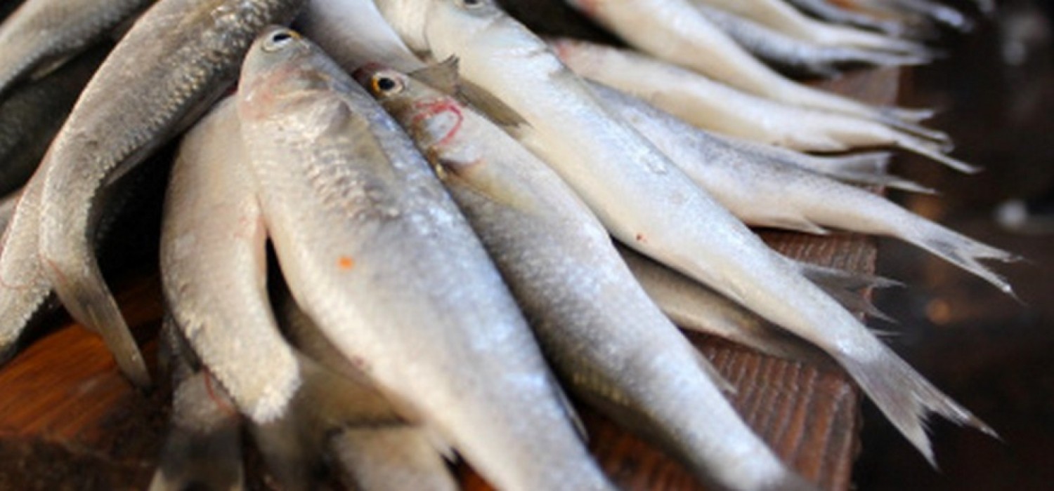 Togo : Pas de poissons avariés déchargés à Lomé, candidature de Kokou Tchodié à l'OMD