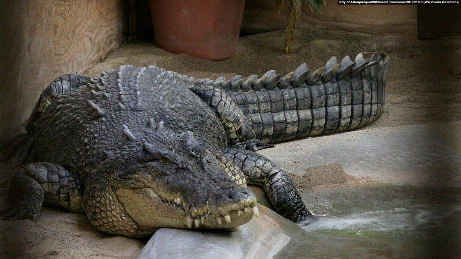 Namibie : 40 crocodiles vendus aux enchères après des attaques sur des humains