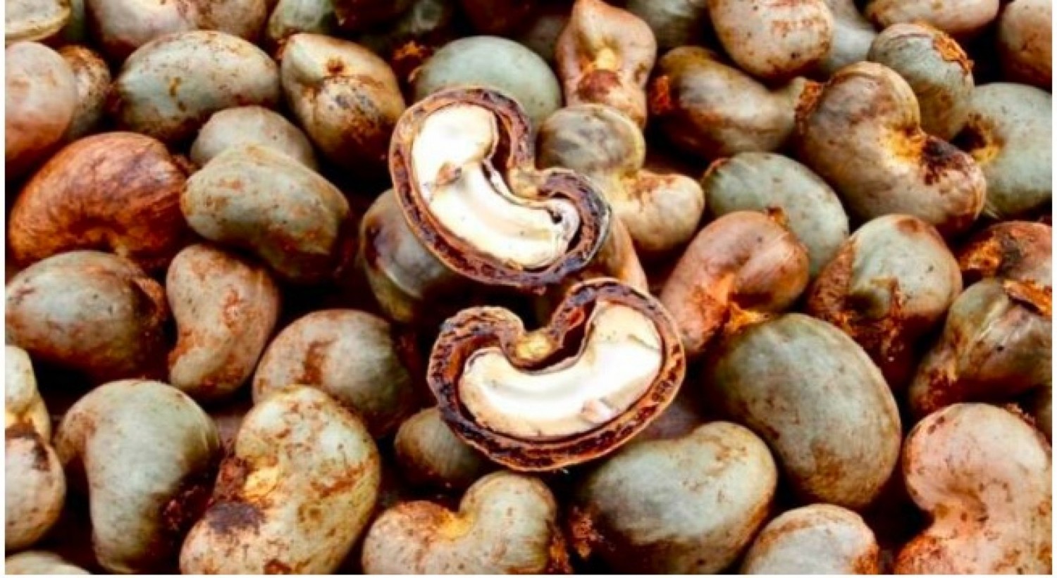 Côte d'Ivoire : Prétendue « mévente » de la noix de cajou, le conseil du coton et de l'anacarde dément