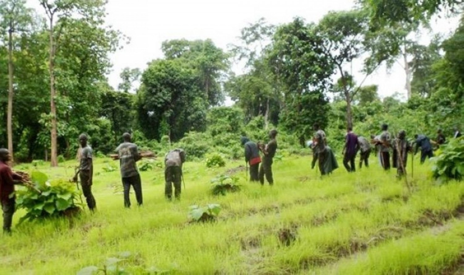 Côte d'Ivoire : Les agents des Eaux et Forêts aux trousses du Buffle tueur à Sago