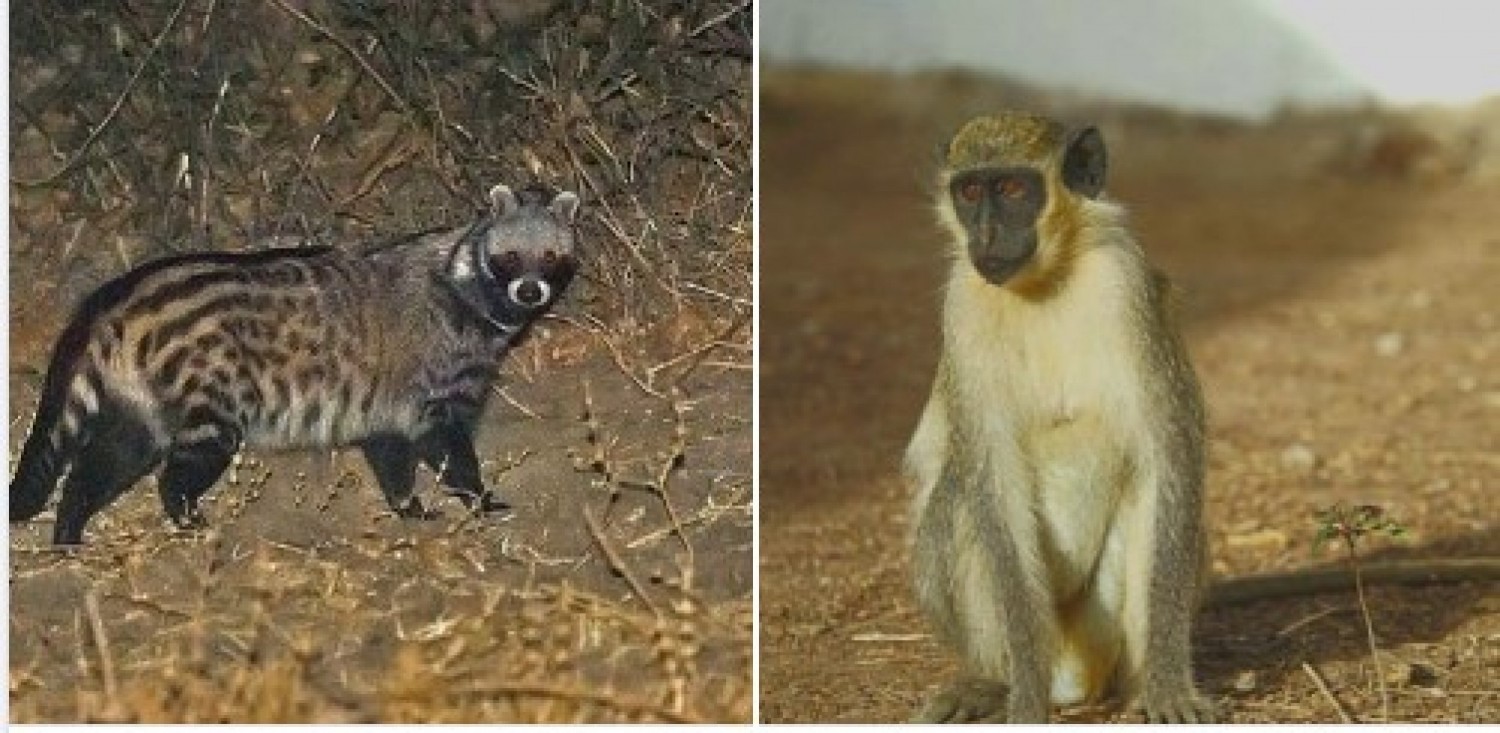 Côte d'Ivoire : Protection de la faune sauvage, une civette et un singe détenus  par un individu récupérés et mis  à la disposition du Zoo d'Abidjan