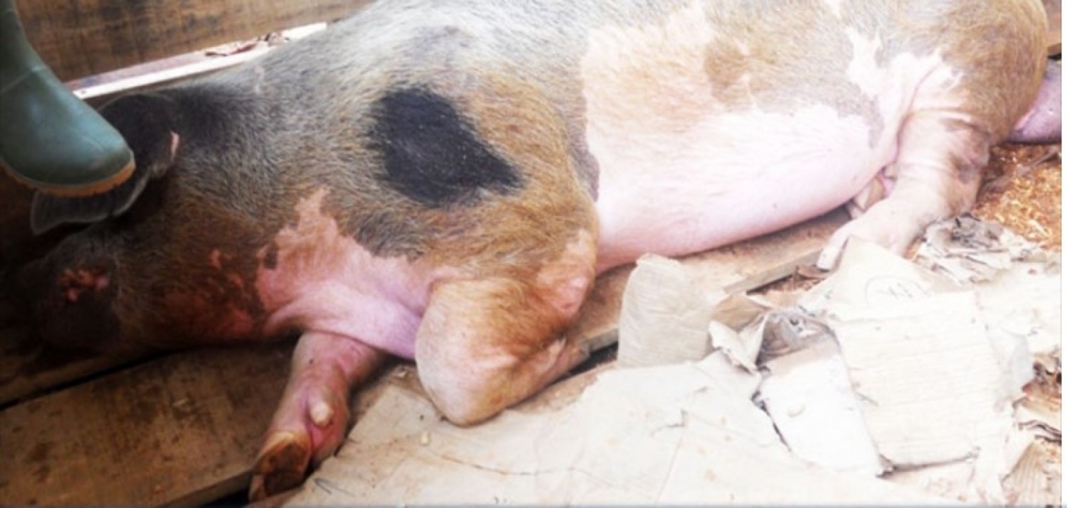 Côte d'Ivoire : Région de la Nawa, détection du virus de la peste porcine africaine dans le département de Soubré