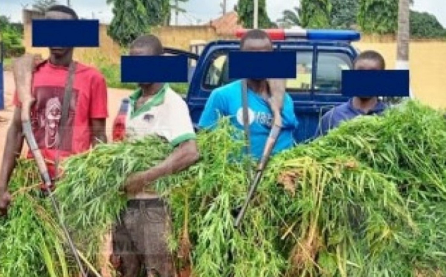 Côte d'Ivoire : Un hectare de champ de cannabis découvert dans le Moronou, les propriétaires  interpellés en possession de fusils calibre 12