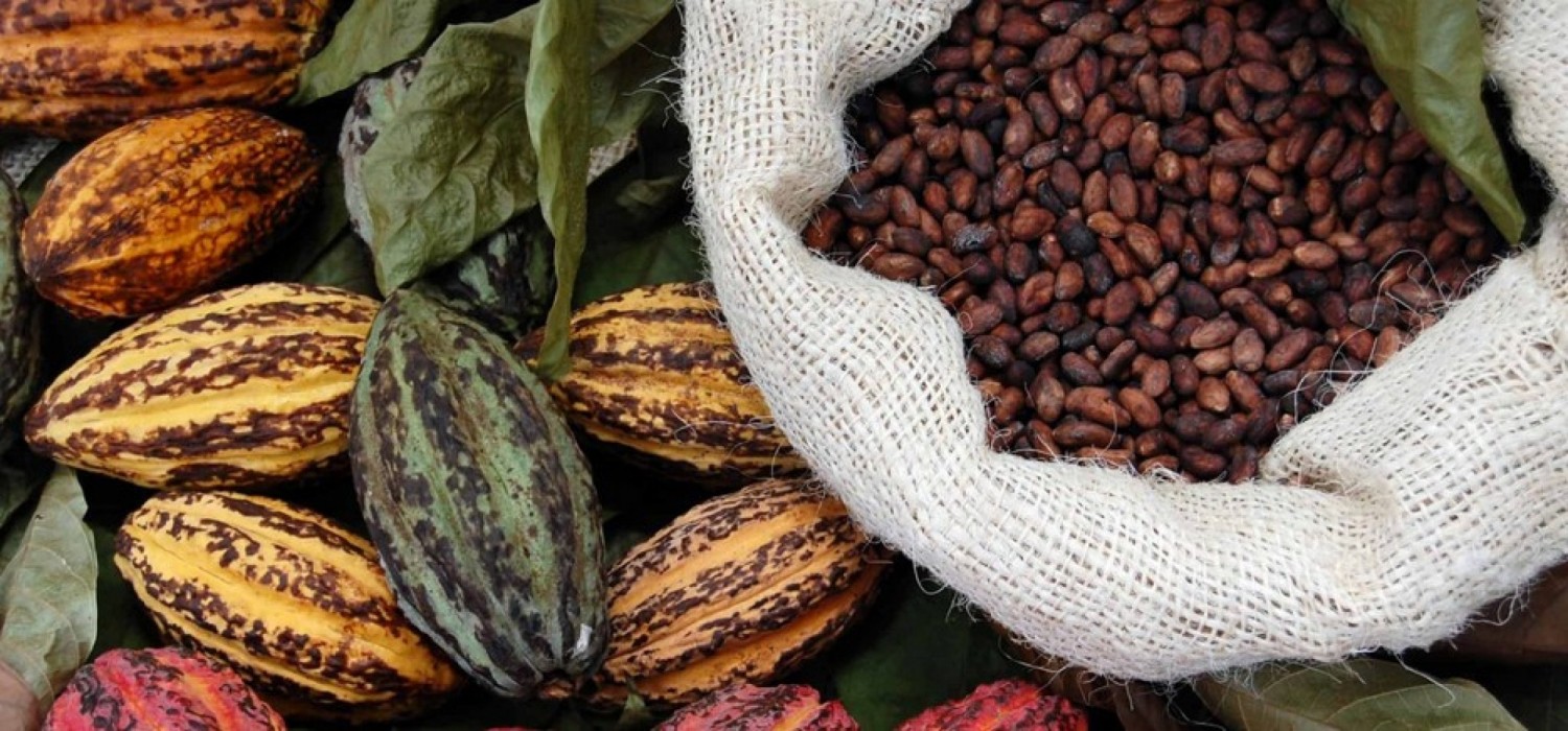 Ghana :  Le prix du cacao à la hausse, 1 100 F CFA le kilo