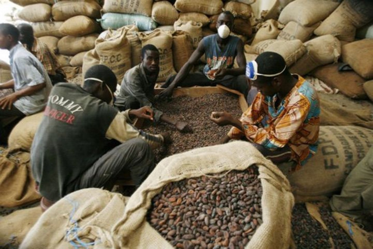 Côte d'Ivoire :   Amélioration du mécanisme de gestion des flux physiques et financiers, adoption d'un système national de traçabilité du café-cacao